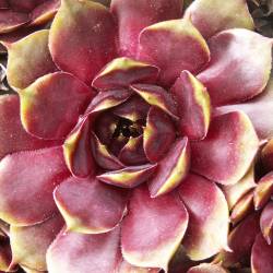 Sempervivum - Dachwurz - Hauswurz